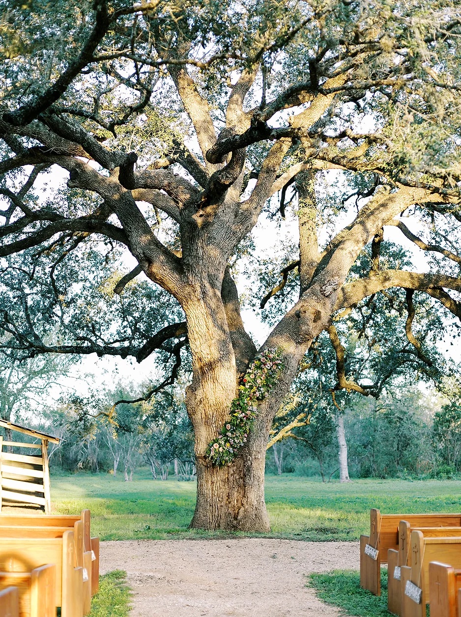 250 year old live oak tree ceremony site at The Oaks of Ever After in San Antonio, Texas